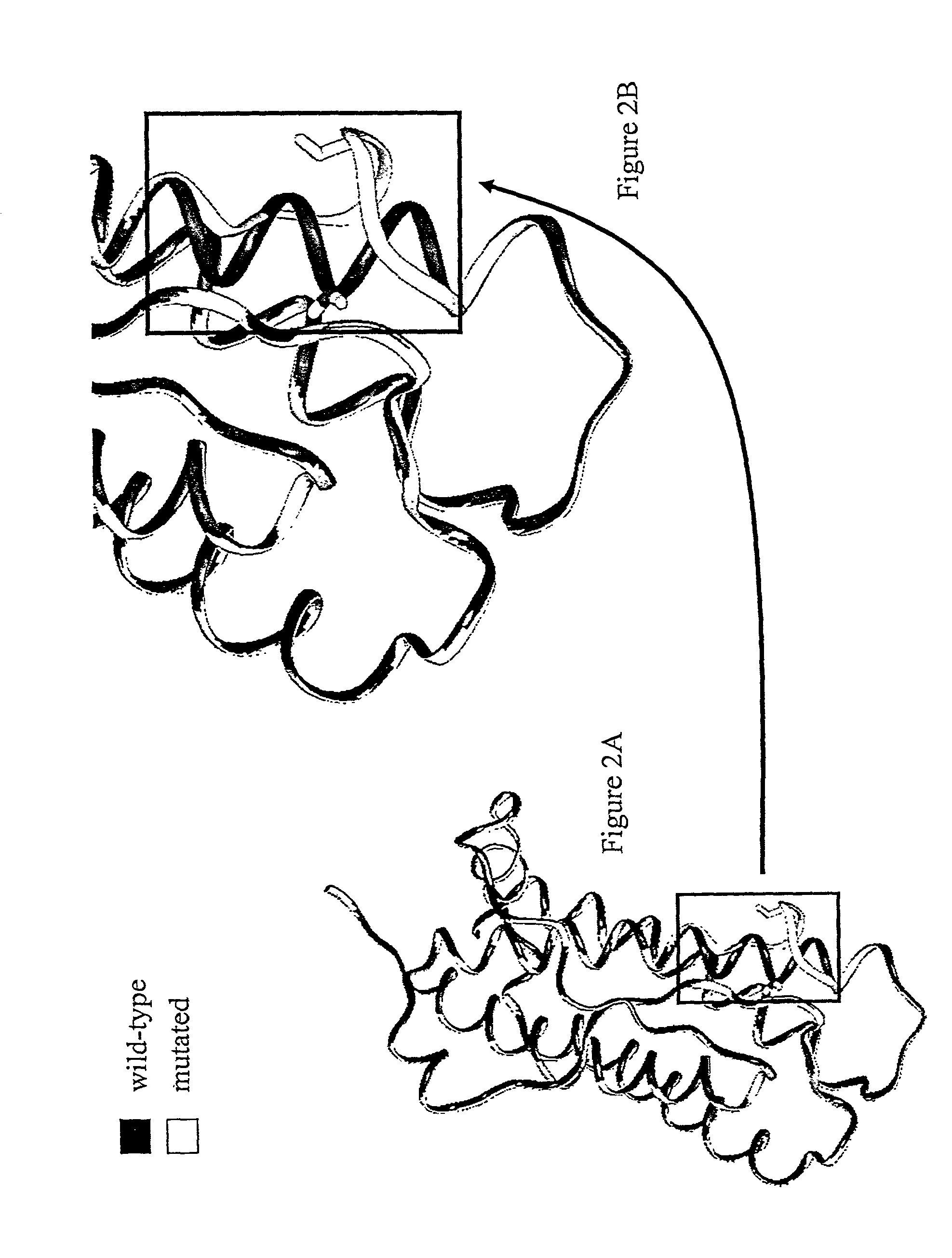 Polynucleotides and polypeptides of the erythropoietin gene