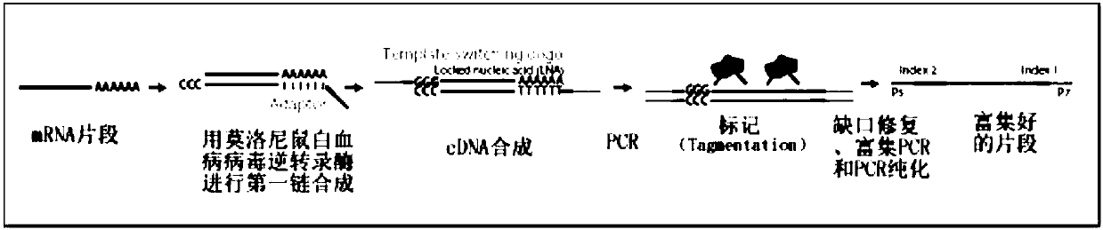 Single cell mRNA reverse transcription and amplification method