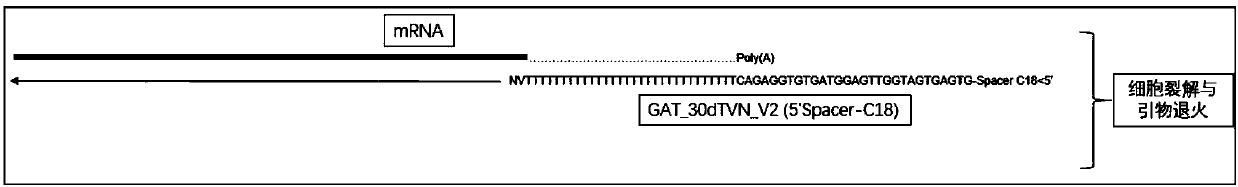 Single cell mRNA reverse transcription and amplification method