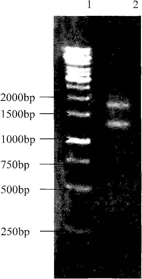 Elymus nutans high molecular weight glutelin subunit gene and application thereof