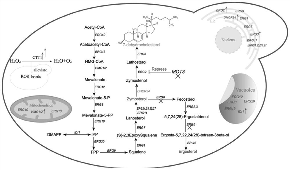 Recombinant yeast engineering strain for producing 7-dehydrocholesterol and application