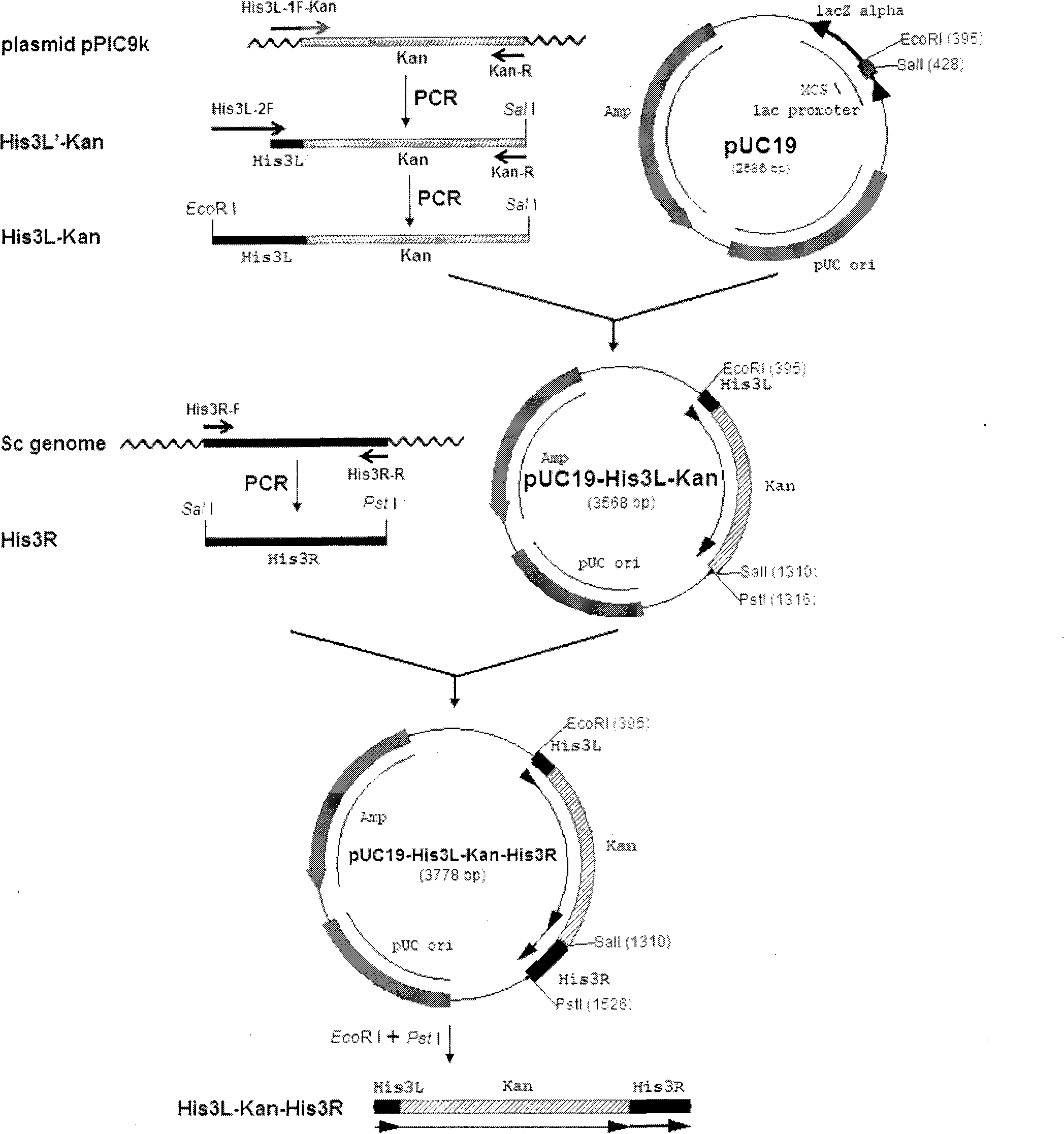 Amphiploid histidine auxotroph saccharomyces cerevisiae and constructing method thereof