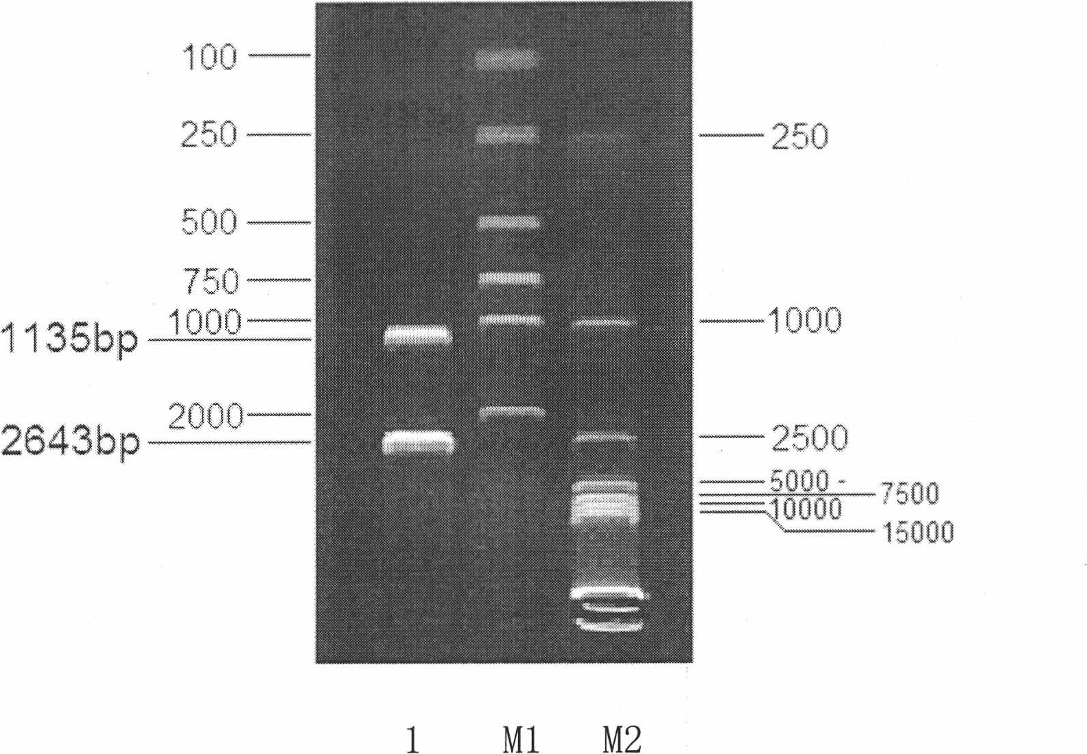 Amphiploid histidine auxotroph saccharomyces cerevisiae and constructing method thereof