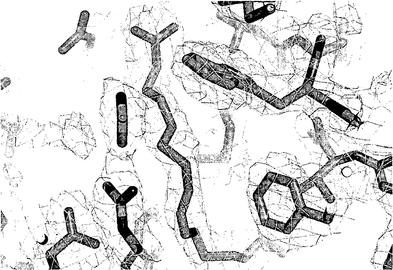 Modified omci as complement inhibitor