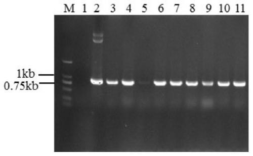 Rice ALS mutant genes, plant transgenic screening vector pCALSm2 containing genes and application thereof