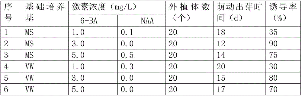 Phalaenopsis amabilis tissue culture propagation method