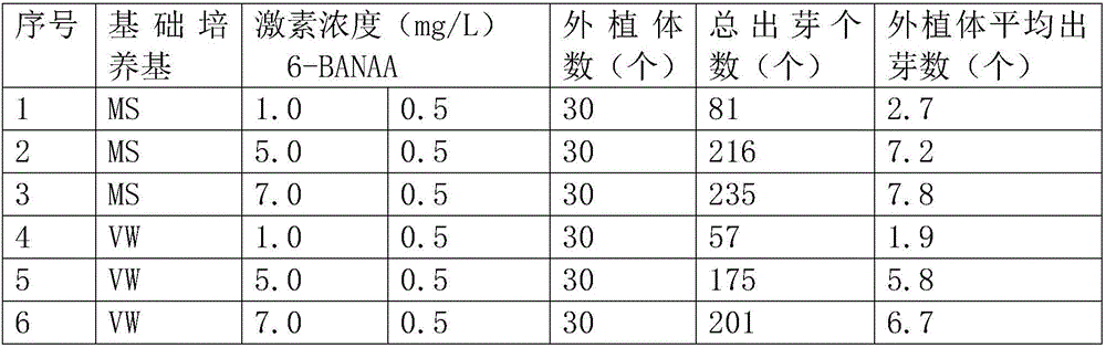 Phalaenopsis amabilis tissue culture propagation method