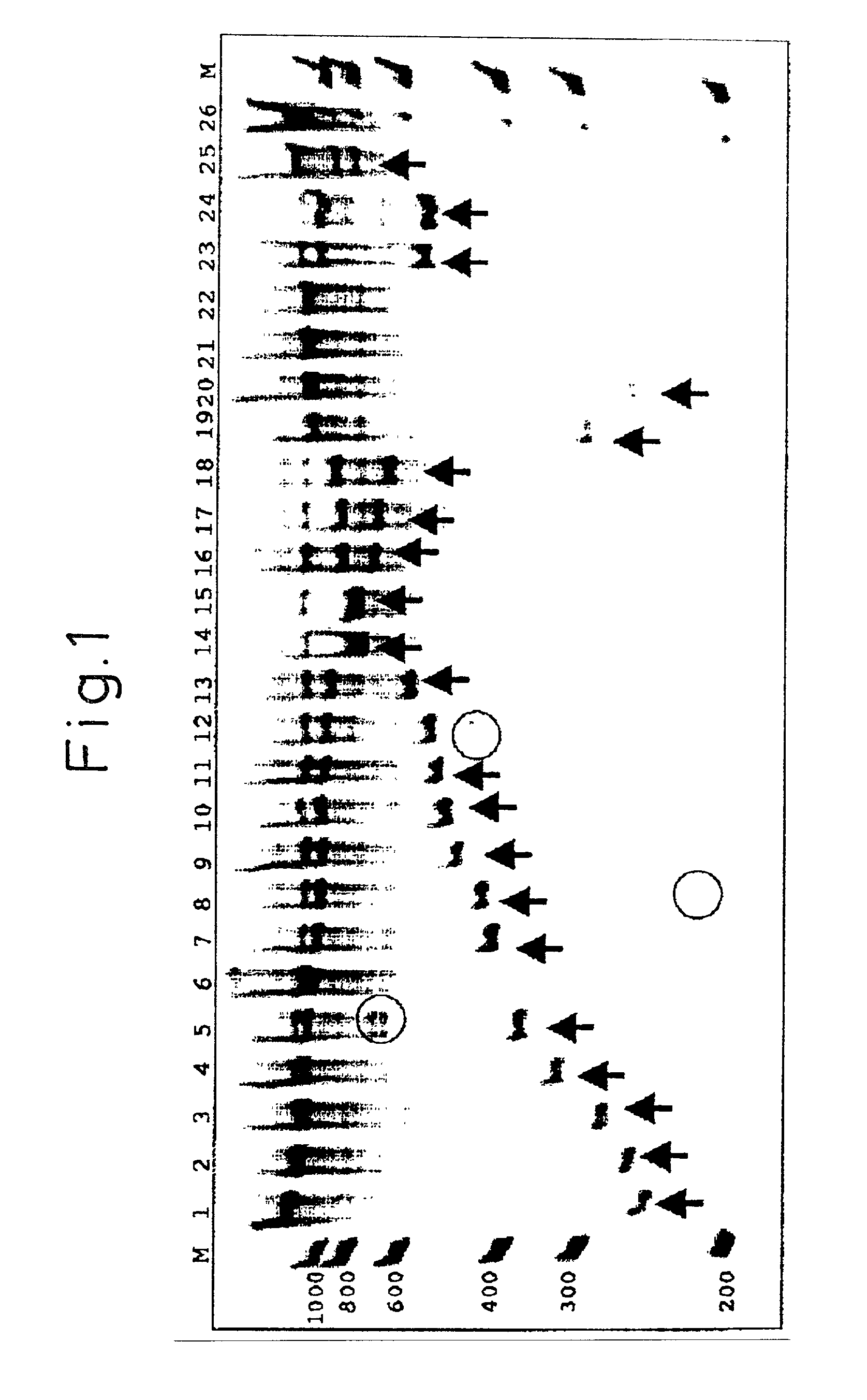 Oligonucleotides and method for detection of meca gene of methicillin-resistant staphylococcus aureus