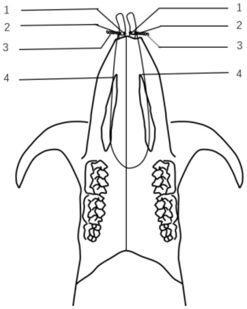 Murine animal experiment method for orthodontic distal movement of central incisor of upper jaw