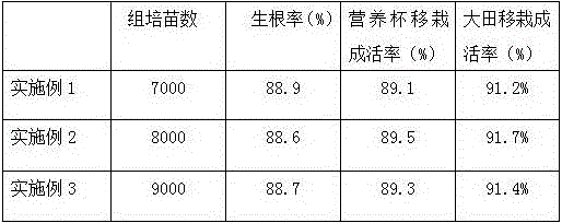 Tissue culture rapid propagation method for moonlight jujubes