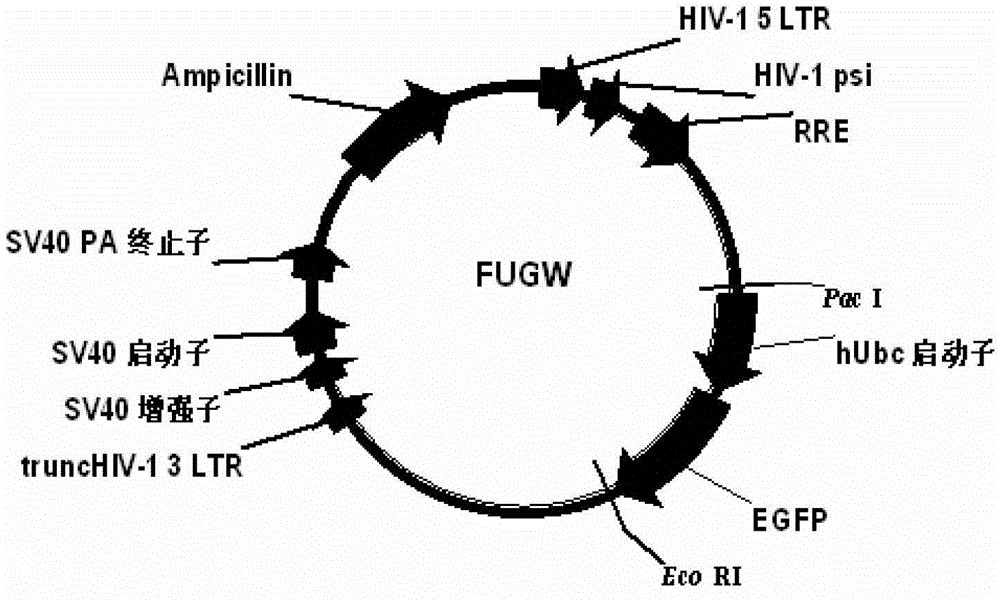 Construction and application of multi-cistron double-label expression lentivirus vector