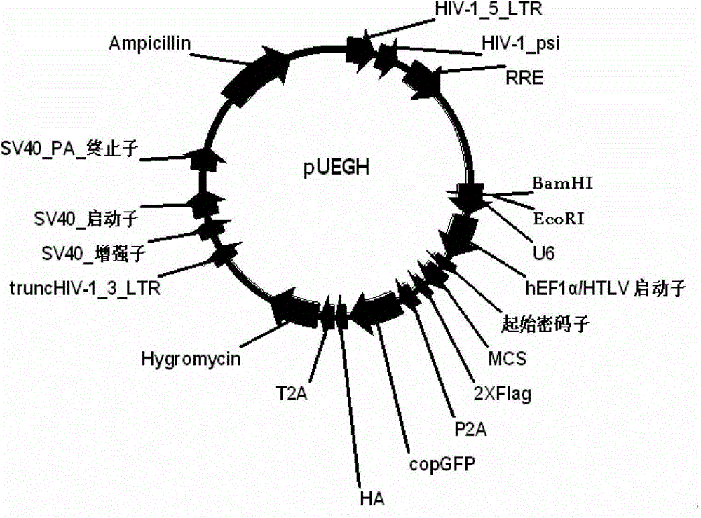 Construction and application of multi-cistron double-label expression lentivirus vector