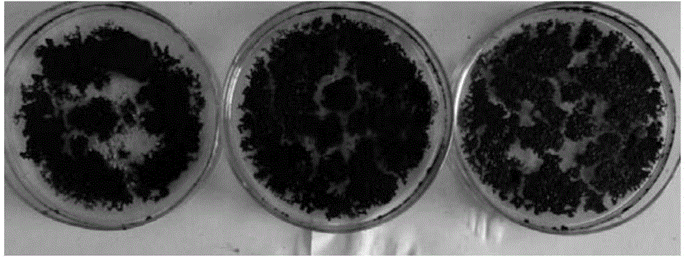 Preparation method of magnetic hydroxyl stearate oil gelling agent