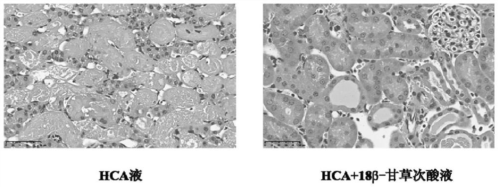 Functional organ preservation solution