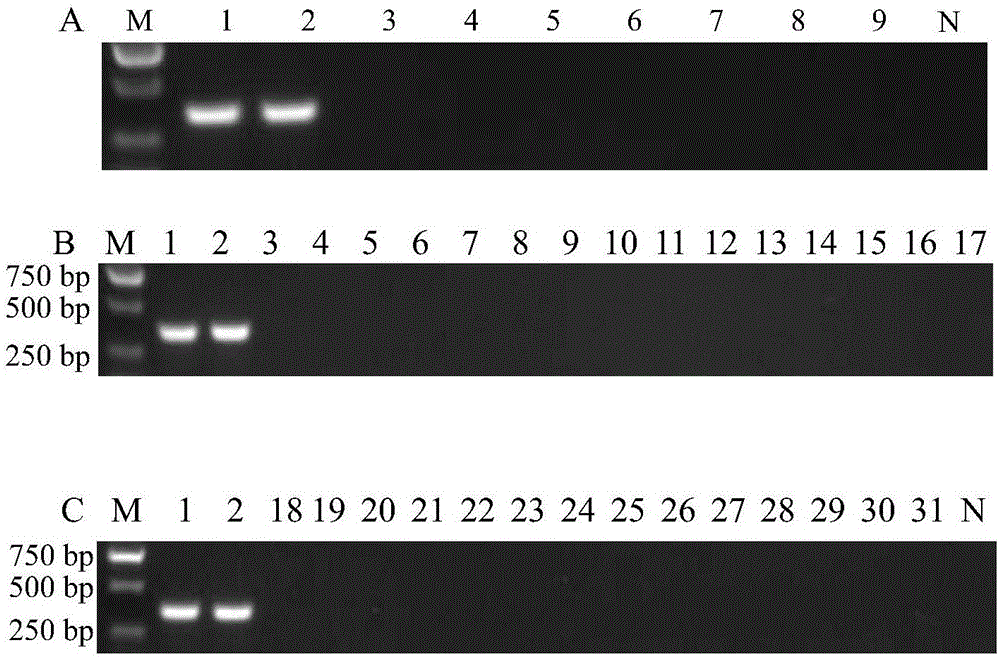 Specific primer for detecting salmonella pullorum, kit with primer and application of primer