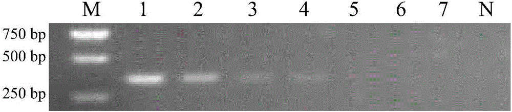 Specific primer for detecting salmonella pullorum, kit with primer and application of primer