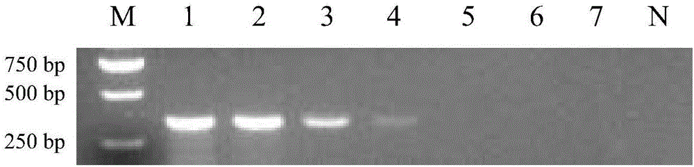 Specific primer for detecting salmonella pullorum, kit with primer and application of primer