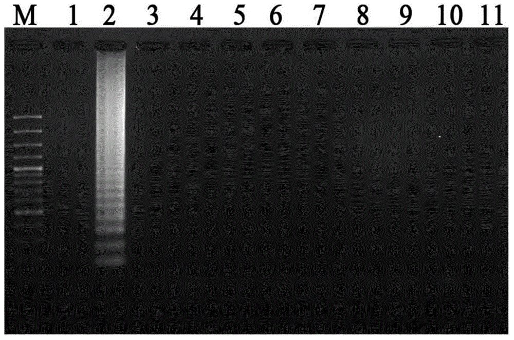 Primers and probe for streptococcus iniae LAMP-LFD visual detection, and application of primers and probe