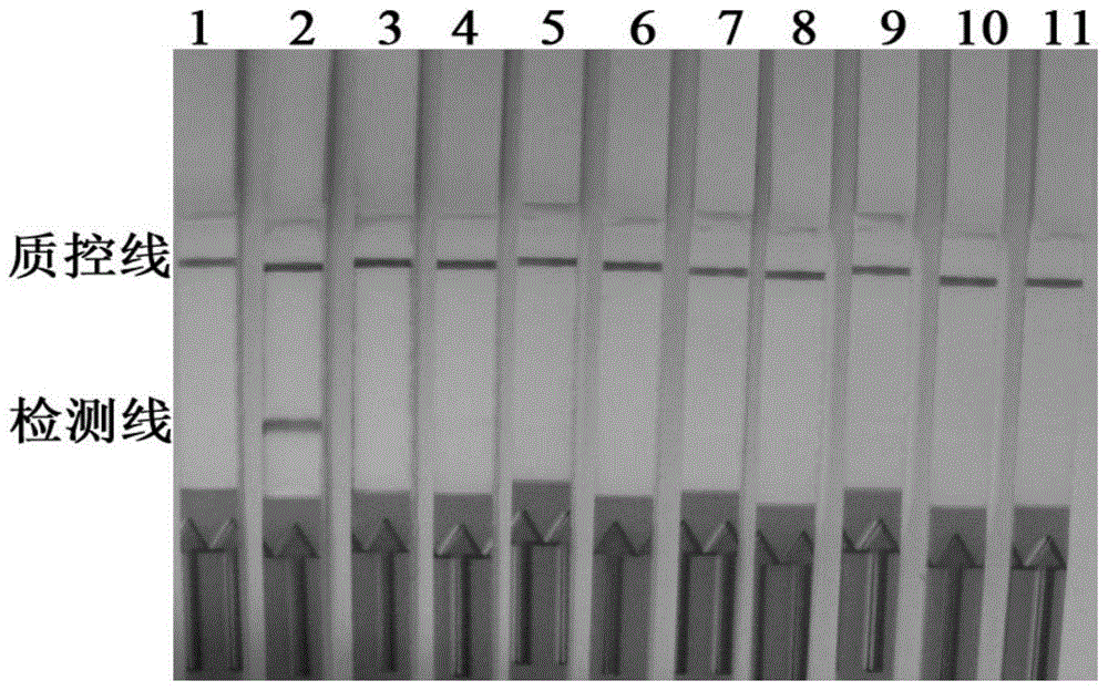 Primers and probe for streptococcus iniae LAMP-LFD visual detection, and application of primers and probe