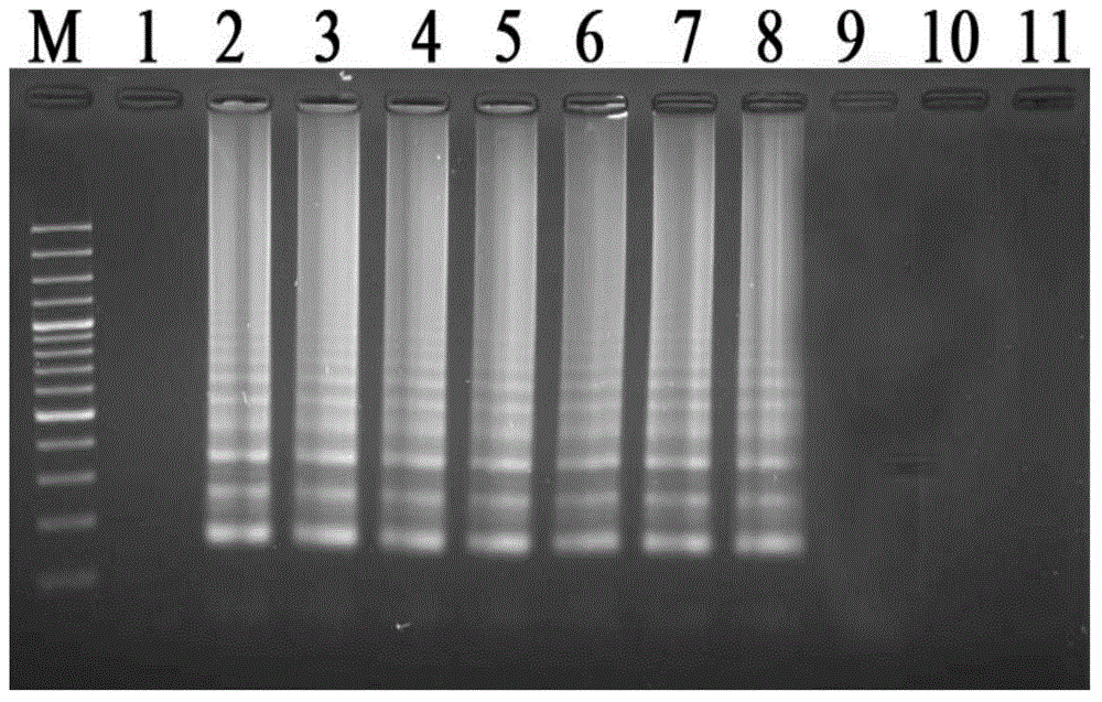 Primers and probe for streptococcus iniae LAMP-LFD visual detection, and application of primers and probe