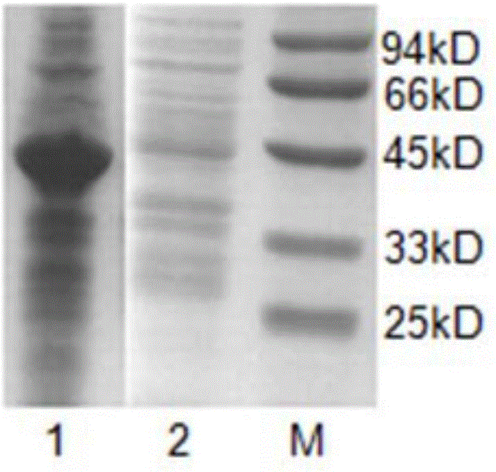 TMV-CMV-PVY three-virus (tobacco mosaic virus, cucumber mosaic virus and potato virus) colloidal gold rapid test strip