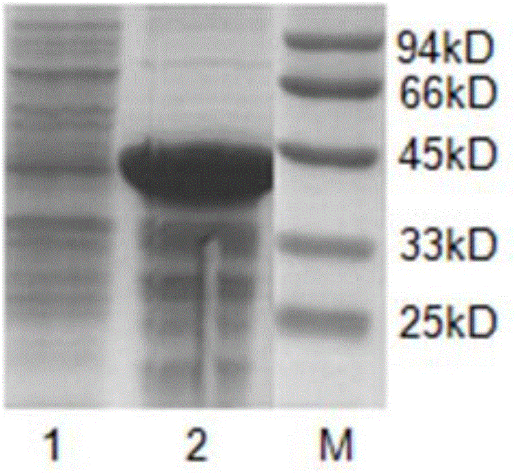 TMV-CMV-PVY three-virus (tobacco mosaic virus, cucumber mosaic virus and potato virus) colloidal gold rapid test strip