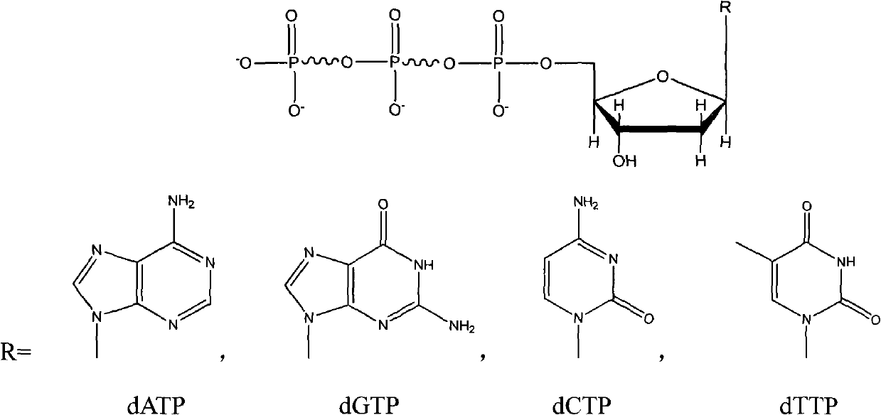 Novel technology for full cellular biosynthetic deoxyribonucleoside triphosphate