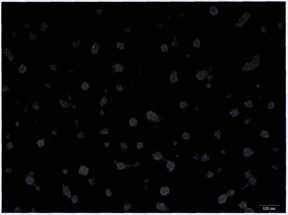 Rat hepatic stellate cell separation method