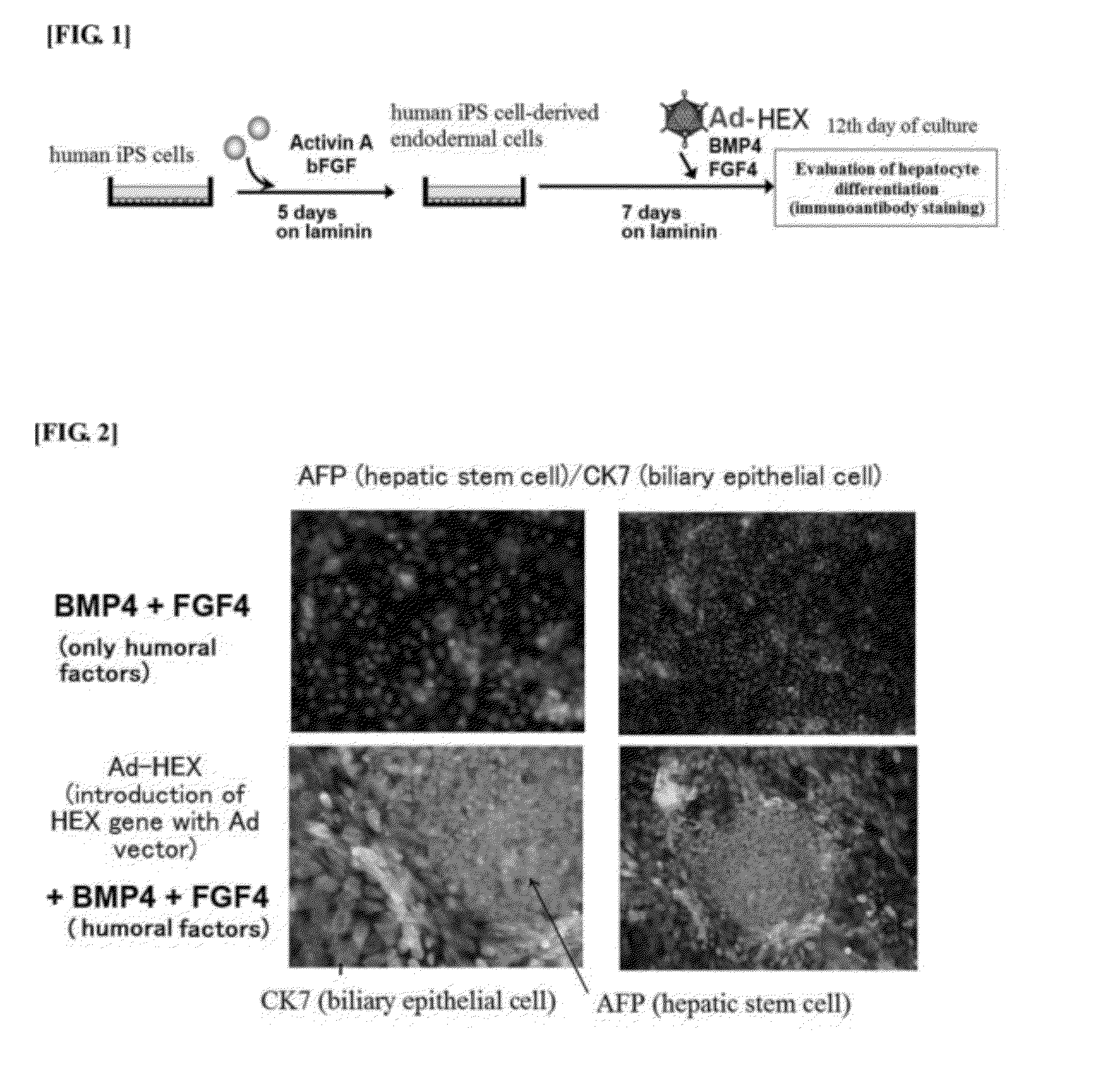 Method Of Differentiation From Stem Cells To Hepatocytes