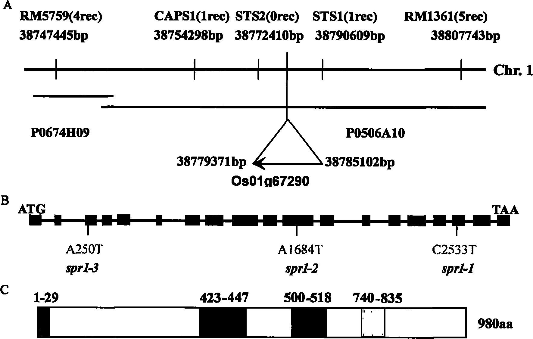 Gene and protein encoded by rice root growth and development control gene OsSPR1