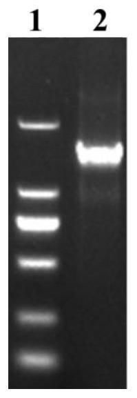 Brassica napus constitutive promoter pbnac05g31880d and its application