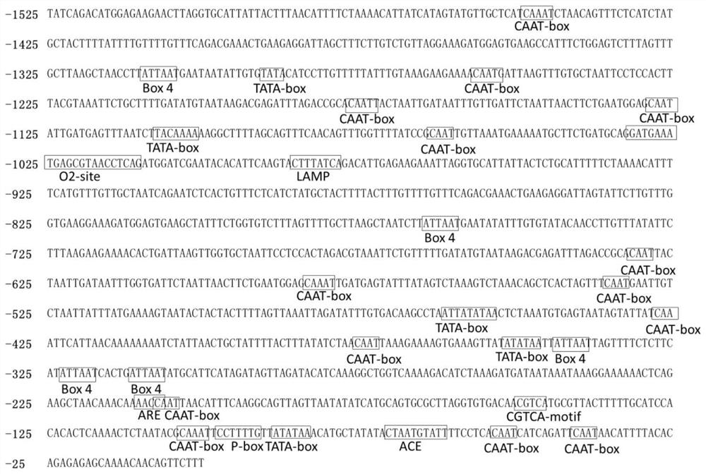 Brassica napus constitutive promoter pbnac05g31880d and its application