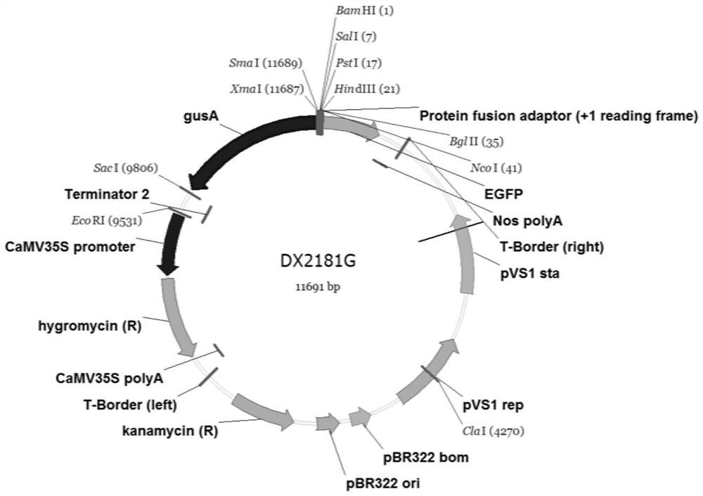 Brassica napus constitutive promoter pbnac05g31880d and its application