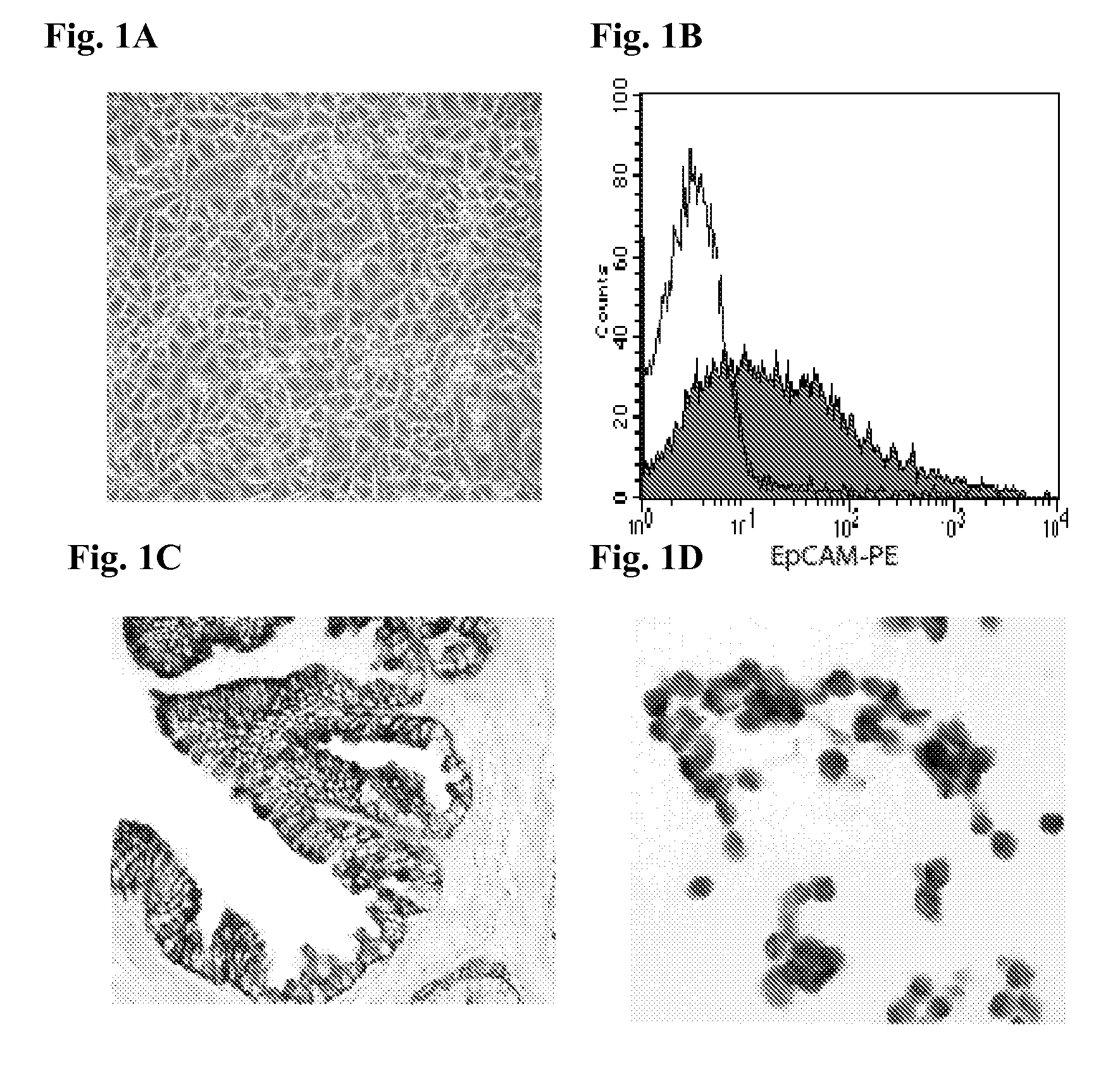 Prostate cancer cell lines and their use in screening method