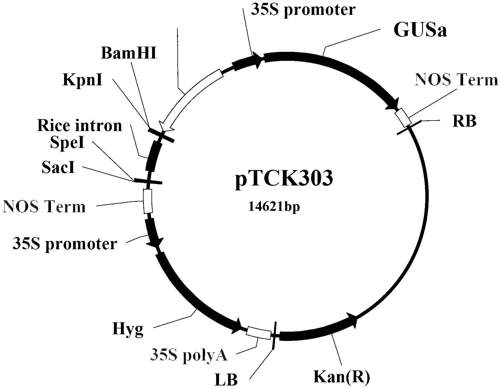 Method adopting OsRMC protein to cultivate transgenic plant with improved iron absorption capability