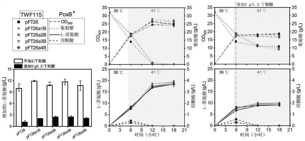 Mutant pyruvate oxidase and use thereof in metabolic detoxification of 2-butanone acid