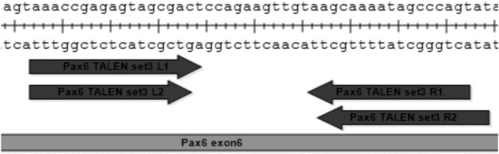 Pair of transcriptional activator-like effector nucleases (TALEN) as well as encoding gene and application thereof