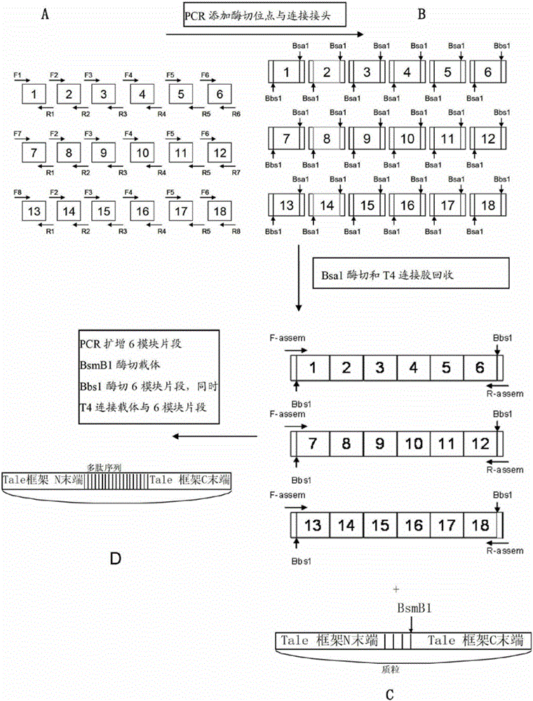 Pair of transcriptional activator-like effector nucleases (TALEN) as well as encoding gene and application thereof