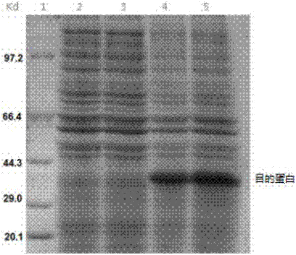 sH2a monoclonal antibody hybridoma and monoclonal antibody and application thereof