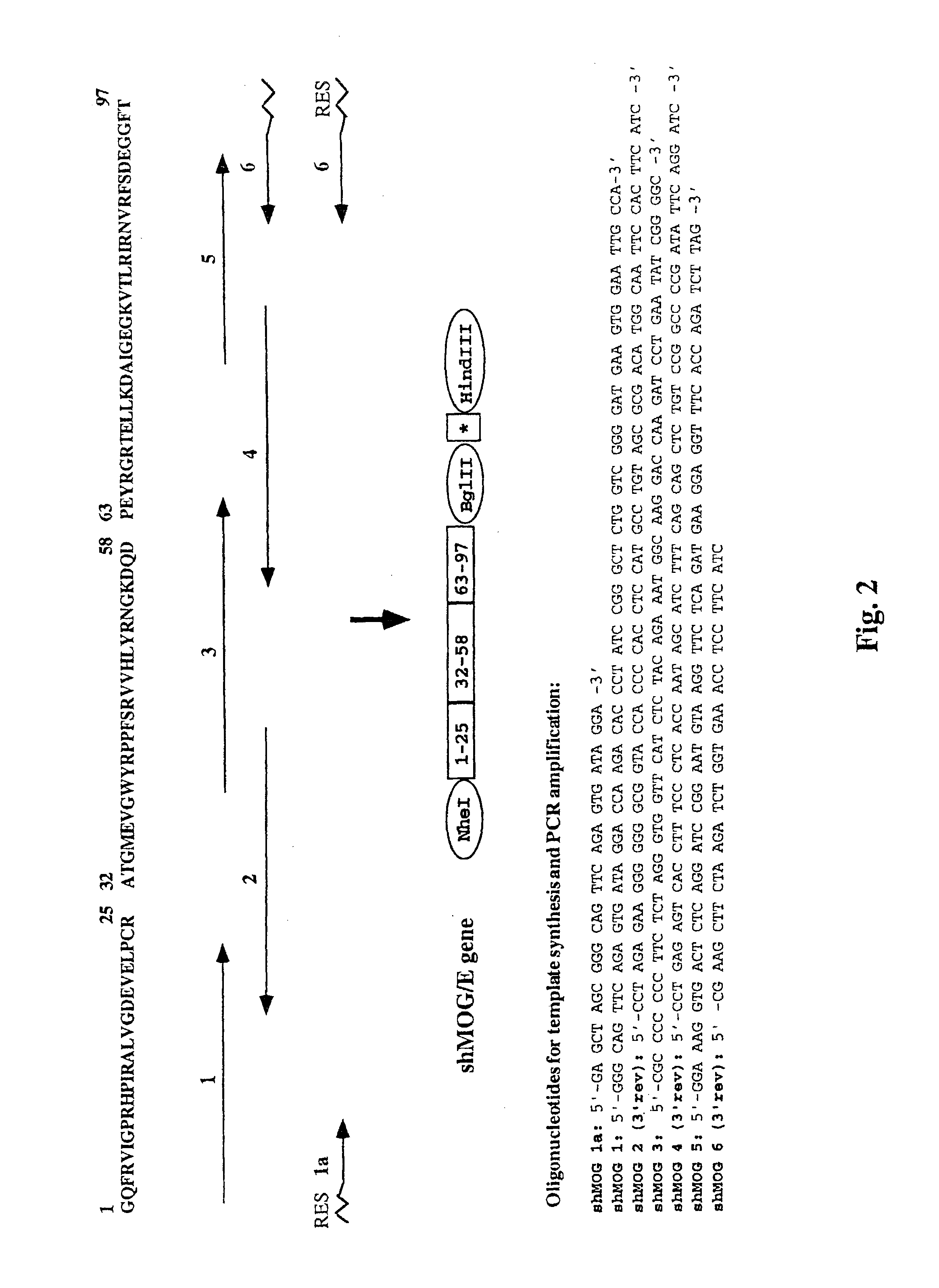 Synthetic human genes and polypeptides and their use in the treatment of autoimmune diseases