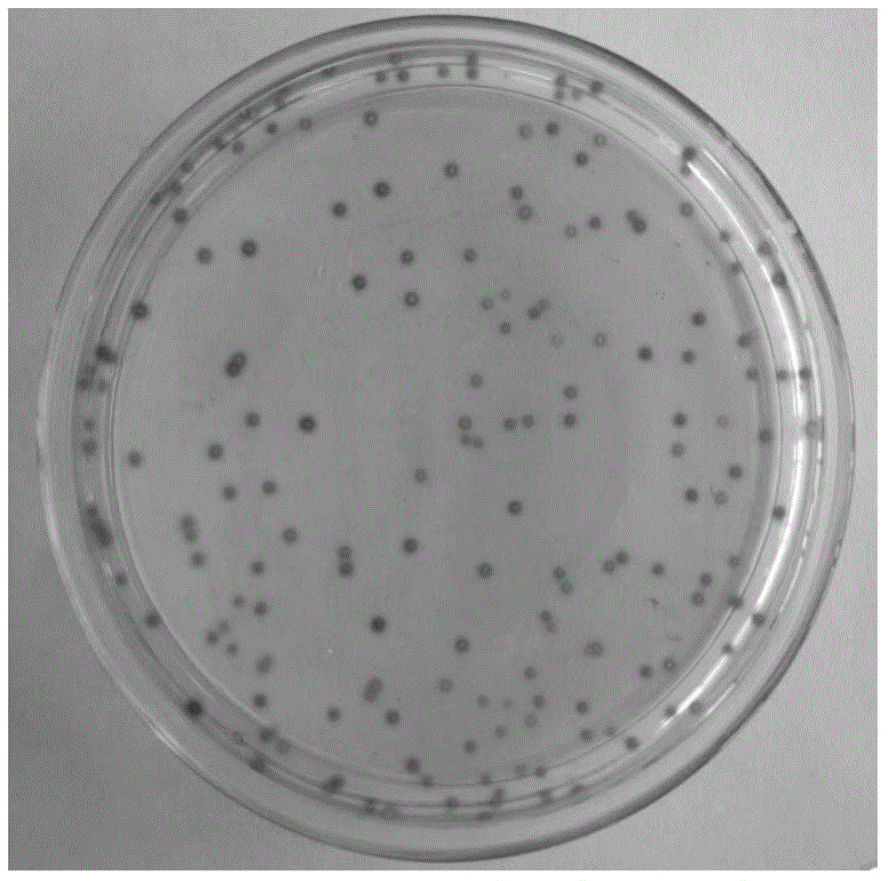 Transparent water-absorbing gel for microbial detection and detection plate