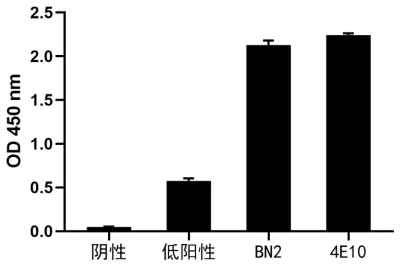 Broad-spectrum neutralizing antibody against HIV as well as preparation method and application thereof