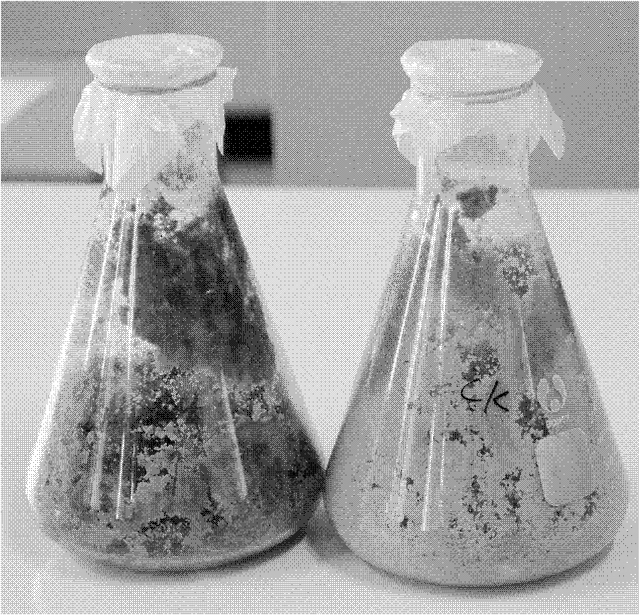 Bacillus subtilis and feed additive and fermenting agent thereof