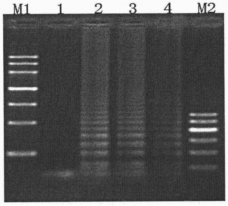 Method for detecting tobacco virus using reverse transcription loop-mediated isothermal amplification technique