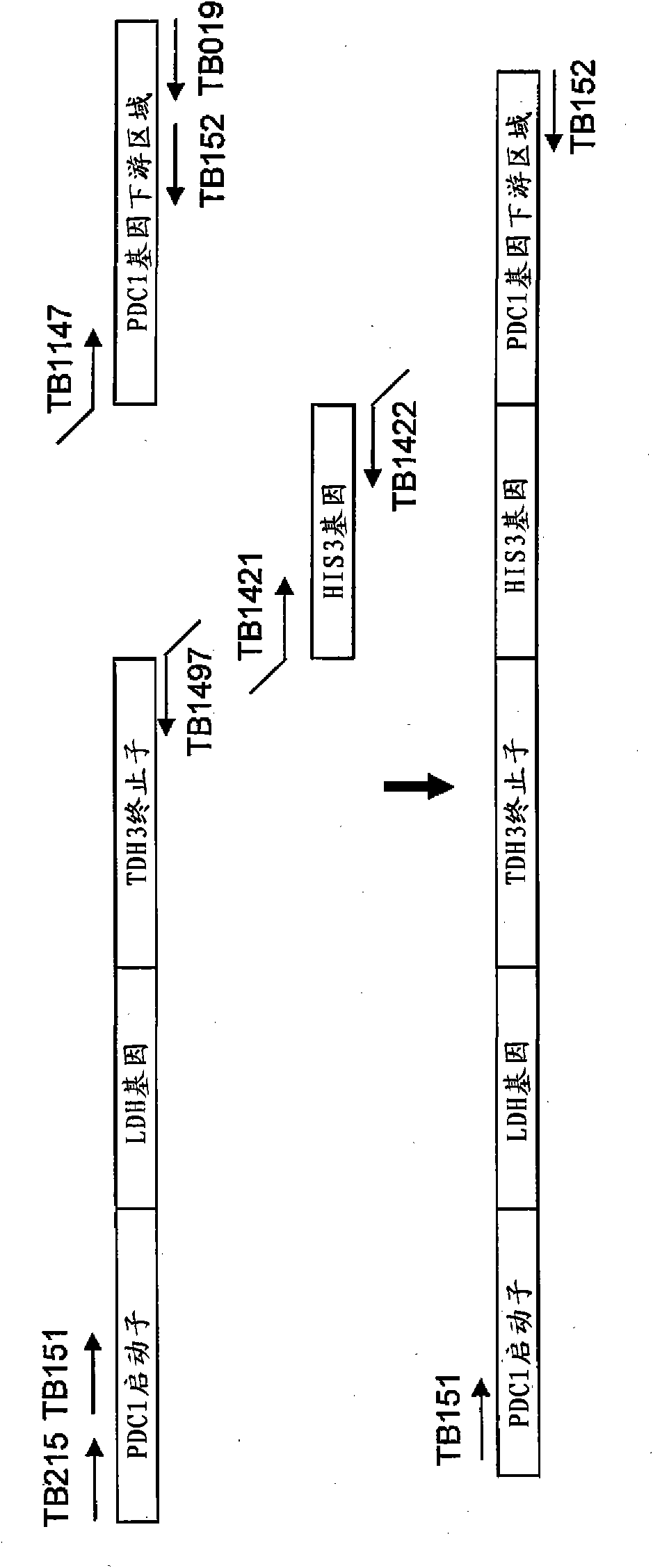 Yeast mutant and substance production method using the same