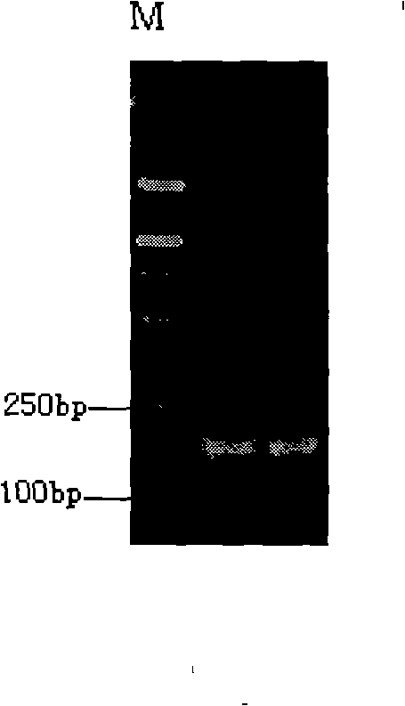 Amplification primer for detecting pigeon source component by PCR-mtDNA, detecting kit and using method thereof