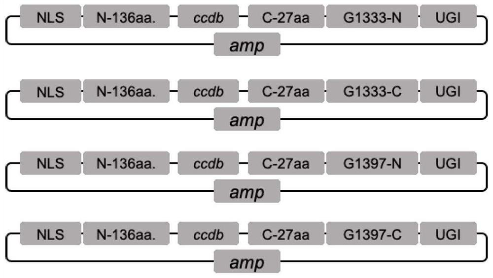 Mitochondrial DNA editing system based on TALE assembly