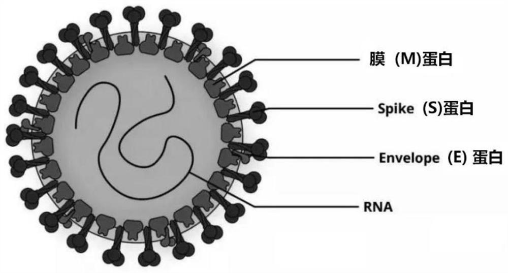 Single-chain antibody for resisting S1 protein on surface of new coronavirus SARS-CoV-2 and application of single-chain antibody