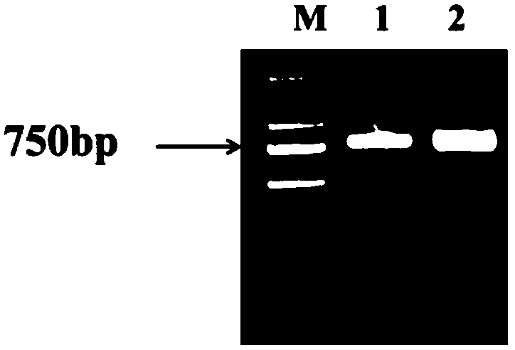 Strawberry anthocyanin-related gene FvMYB17 and application thereof