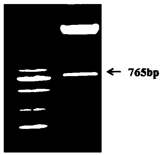 Strawberry anthocyanin-related gene FvMYB17 and application thereof